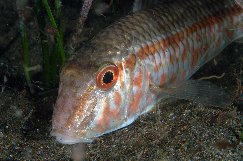 Mullus barbatus